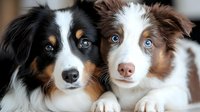 Two adorable Australian Shepherd puppies with blue eyes cuddling together, showing black tricolor and red merle coat patterns in close-up portrait.