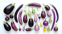 Colorful eggplant varieties collection featuring purple, white, green and striped aubergines arranged on white background for culinary design projects.