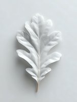 White oak leaf on light gray background, isolated botanical element with delicate texture and natural veining pattern, suitable for minimalist design projects.
