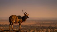 Male antelope with curved horns standing on rocky terrain during golden hour sunset in African savanna landscape for wildlife photography.
