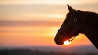 Horse silhouette profile against golden sunset sky with warm orange and pink colors creating peaceful equestrian scene for nature and animal lovers.
