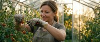 Middle-aged Caucasian woman gardener harvesting fresh tomatoes in greenhouse wearing apron during golden hour sunset light for organic farming concept.