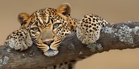 Majestic leopard resting on tree branch, displaying spotted coat pattern and intense gaze. Close-up portrait shows distinctive facial features and natural hunting behavior.