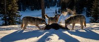 Pack of gray wolves feeding on prey in snowy winter forest with steam rising from carcass creating dramatic wildlife scene for nature documentaries.