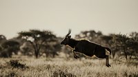 Antelope leaping gracefully across African savanna grassland with acacia trees in sepia toned wildlife photography capturing natural movement and freedom.