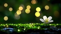 Delicate white wildflower blooming on moss with magical bokeh lights in background creating dreamy forest atmosphere. Natural macro photography with shallow depth of field.