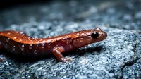 Red-backed salamander with water droplets on wet rock surface after rain in natural forest habitat.