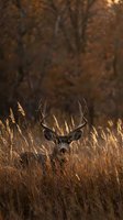 Majestic white-tailed deer buck with antlers standing in golden autumn grassland during warm sunset light with blurred forest background.