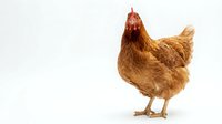 Brown hen chicken standing isolated on white background for farm poultry design projects and agricultural marketing materials.