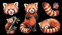Cute red panda clipart set with multiple poses, isolated on transparent background. Great for stickers, t-shirt design, print on demand, and sublimation projects.