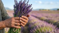 Mature male farmer holding freshly harvested purple lavender bunch with blooming field in soft focus background, agricultural harvest and farming concept for seasonal work and natural products.