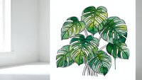 Tropical monstera plant with large green split leaves in modern white interior room for home decor and botanical design projects.