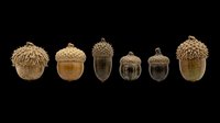 Acorn collection isolated on transparent background, ready for clipart, t-shirt design, stickers, print-on-demand products, and sublimation projects. Six botanical elements in natural brown tones.