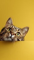 Curious tabby cat peeking over yellow surface with bright golden eyes and striped fur pattern looking upward with playful expression for pet advertising.