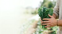 Farmer holding fresh kale bunch in hands at harvest time in vegetable garden field. Organic produce farming and sustainable agriculture concept for healthy eating.