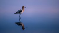 American avocet wading bird standing in calm water with perfect reflection during purple twilight hour creating serene nature scene for wildlife photography.