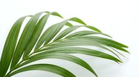 Tropical palm leaf with vibrant green fronds isolated on white background for natural design elements and botanical decorations.