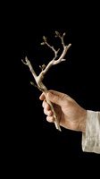 Bare branch with budding shoots held in hand, isolated on transparent background. Ready for design use on t-shirts, clipart, stickers, print-on-demand products, and sublimation projects.