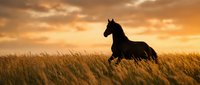 Black horse galloping through golden wheat field at sunset with dramatic orange sky. Equestrian freedom and power in natural landscape for western themes.