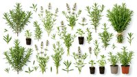 Fresh aromatic herbs collection with rosemary, lavender, thyme and potted plants isolated on white background for culinary and gardening design.