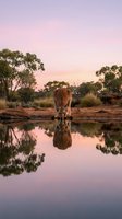 Kangaroo drinking water at sunset with pink sky reflection in outback waterhole surrounded by native trees and red rocks creating peaceful wildlife scene.