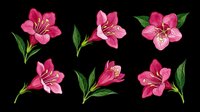 Pink tropical flowers set with green leaves, isolated on transparent background. Ready for stickers, t-shirt design, sublimation, print on demand, and clipart use.