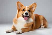 Happy Pembroke Welsh Corgi dog with red and white fur lying on light background, tongue out and friendly expression, studio portrait of purebred puppy.