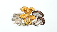 Isolated illustration of golden chanterelle and brown mushrooms with stems and roots on white background, suitable for culinary design, educational materials, and food-related projects.