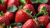 Fresh ripe strawberries with green leaves close up macro shot. Natural organic berries background showing texture and juicy details in vibrant red color.