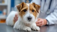 Adorable Jack Russell terrier dog at veterinary clinic with doctor's hand gently petting it during examination on metal table.