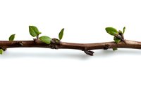 Brown tree branch with fresh green spring leaves isolated on white background, showing new growth and seasonal change. Nature awakening concept.