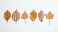 Six autumn leaves arranged in row showing natural fall colors from golden yellow to brown on white background for seasonal design projects.
