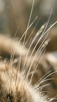 Macro shot of delicate grain stalks with fine awns backlit by warm sunlight, creating ethereal strands against soft blurred background. Suitable for agriculture, nature, and botanical design projects.