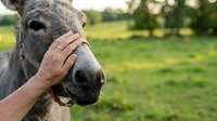 Person's hand gently touching donkey's face in pastoral meadow with blurred green trees and grass background, depicting animal care and human-animal bond.