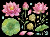 Watercolor lotus flower clipart set with pink blooms, green leaves, seed pods, petals and water drops, isolated on transparent background, ready for stickers, sublimation, t-shirt design.