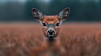 Young deer portrait with alert expression emerging from autumn grass field with soft blurred natural background for wildlife photography projects.