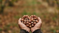 Farmer hands holding harvested chickpeas in cupped palms over blurred agricultural field background. Organic crop harvest.