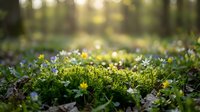 Close-up of lush green moss and small wildflowers blooming in forest floor, with soft bokeh background ideal for nature, botanical, and environmental design projects.