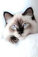 Close-up portrait of a Ragdoll cat with striking blue eyes and seal point coloring resting on white surface, soft focus background creates dreamy atmosphere.