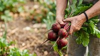 Farmer harvesting fresh red beets with green leafy tops in vegetable garden, holding organic produce for farmers market or home cooking.