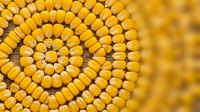 Close-up of golden corn kernels arranged in spiral pattern on cob. Use for agriculture, food, farming, and harvest-related projects.