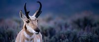 Pronghorn antelope buck with distinctive horns standing in natural grassland habitat during golden hour with blurred purple wildflowers in background.