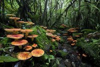 Glowing orange mushrooms growing on tree trunk in lush green rainforest. Magical fungi colony in tropical jungle environment with dense vegetation and moss.