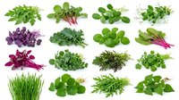 Assorted fresh microgreens and sprouts isolated on white background for culinary and nutritional design projects.
