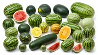 Fresh watermelons and melons collection with sliced pieces showing juicy red and orange flesh, isolated on white background for healthy food designs.
