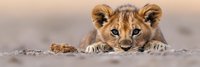 Adorable lion cub lying down with paws stretched forward, looking directly at camera with curious expression against soft blurred natural background.