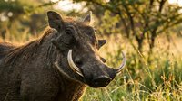 Warthog portrait in golden sunset light with tusks visible in African savanna grassland wildlife photography for nature and animal themed projects.