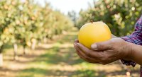 Farmer holding fresh yellow apple in orchard during harvest season, showcasing organic fruit production and agricultural work.