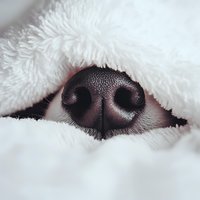 Close-up of wet black dog nose peeking through white fluffy blanket, showing detailed texture and moisture. Playful pet photography for veterinary or grooming services.