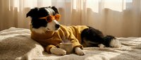 Stylish dog wearing orange sunglasses and yellow sweater relaxing on cozy bed with coffee cup in warm sunlight streaming through window.